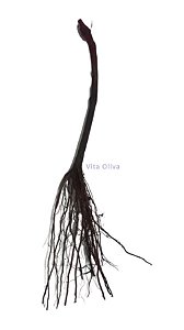 Kit - 2 Mudas De Uva Sem Semente - Brs Isis E Brs Vitória
