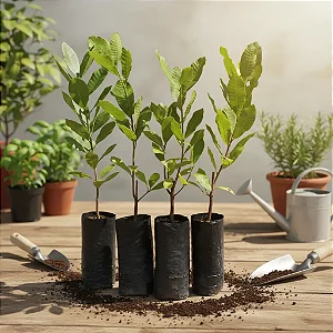 4 Mudas De Louro Tempero Alta Qualidade + Manual De Cultivo