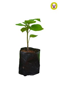 1 Muda Tamarillo + 1 Muda Framboesa - Orgânica + Manual