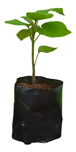 1 Muda Tamarillo + 1 Muda Framboesa - Orgânica + Manual!
