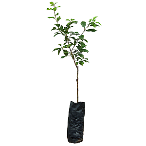 1 Muda De Ameixa Roxa Enxertada  + Manual De Plantio