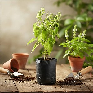 Kit - 24 Mudas Plantas Medicinais, Hortaliças, Temperos e Pancs - Escolha após compra + Manual De Plantio!