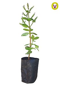 Kit - 24 Mudas Plantas Medicinais Hortaliças Temperos Pancs