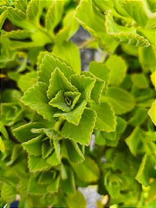 1 Muda De Boldinho/boldo Chinês Orgânica - Planta Medicinal