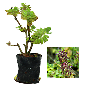 1 Muda De Boldinho/boldo Chinês Orgânica - Planta Medicinal