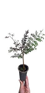 Muda De Jacarandá Mimoso/jacarandá Azul - Alta Qualidade