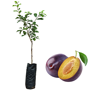 1 Muda De Ameixa Roxa Enxertada  + Manual De Plantio