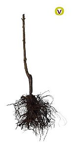 Kit 5 Muda De Nectarinas - Alta Qualidade + Manual