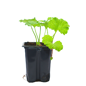 1 Muda De Malva Cheirosa - Orgânica + Manual De Plantio