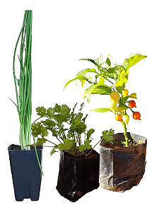 Kit 20 Mudas Diversas Jiló, Espinafre, Quiabo, Cenoura