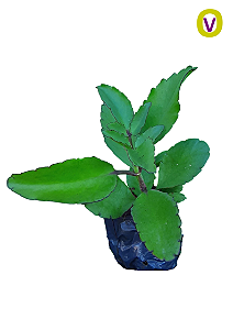 1 Muda De Saião/coirama/folha-da-fortuna + Manual