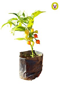 Kit Com 2 Mudas Diversas Pimenta, Manjericão + 1 Louro