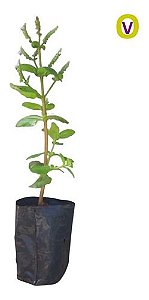 1 Muda De Catinga De Mulata - Macassá + Manual De Plantio