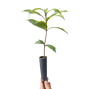 1 Muda De Canela De Sassafrás - Alta Qualidade  + Manual