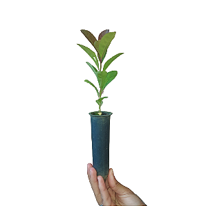 5 Mudas De Erva Mate - Alta Qualidade  + Adubo + Manual