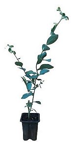 Mudas De Mirtilo - Blueberry - Alta Qualidade - Produtivas