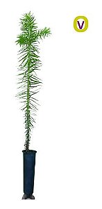 1 Muda De Araucária - Alta Qualidade  + Manual De Plantio