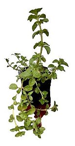 3 Mudas De Plantas Medicinais + 1 Framboesa