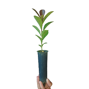 1 Muda De Erva Mate - Alta Qualidade  + Adubo + Manual