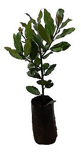 Kit Com 25 Mudas Diversas Cebolinha, Salsinha + 1 Louro