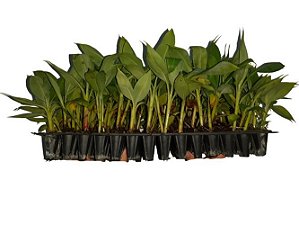 Kit 10 Mudas De Banana Brs Platina - Alta Qualidade + Manual