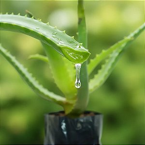 2 Mudas De Babosa - Planta Medicinal + Manual De Plantio