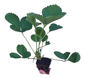 Kit 250 Mudas De Morango San Andreas + Manual De Plantio