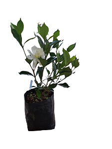 1 Muda De Mini Jasmim  - Ornamental + Manual De Plantio