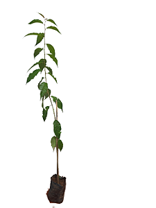 2 Mudas De Cerejeira Sakura - Legítima + Manual De Plantio