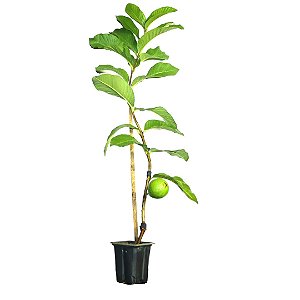 100 Mudas De Goiaba Vermelha Gigante + Manual