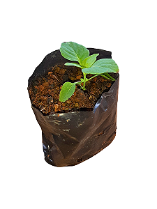 1 Muda De Alfavaca - Alta Qualidade + Manual De Plantio