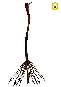 4 Mudas De Uva Niágara Branca + 4 Rosadas + Manual!