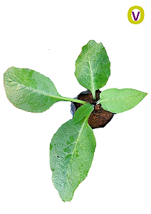 1 Muda De Azedinha (pancs) - Alta Qualidade + Manual