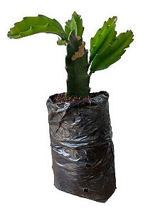 1 Muda De Pitaya Já Enraizada  + Manual De Plantio
