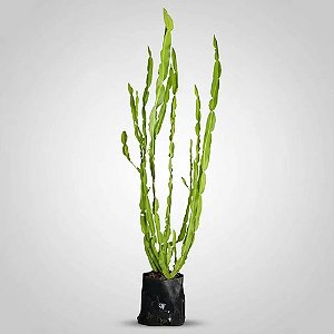 4 Mudas De Plantas Medicinais ( Escolha após compra) + Manual!