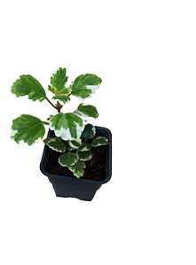 1 Muda De Planta Incenso + Manual De Plantio