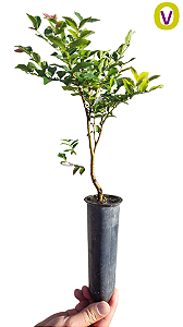 1 Muda De Jabuticaba Híbrida (produz Rápido) + Manual