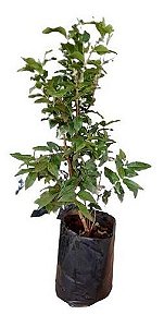 1 Muda De Jabuticaba Híbrida + Adubo De Plantio + Manual