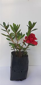 15 Mudas De Mini Ixoria Alta Qualidade + Manual