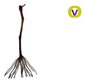 1 Muda De Uva Brs Isis Legítima + Manual De Plantio