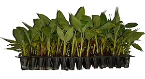105 Mudas De Banana Micropropagadas Willians + Manual