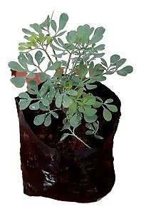 Kit 10 Mudas - Horta Medicinal - Diversas - Monte Seu Kit