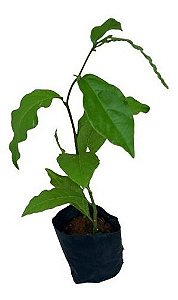 1 Muda De Guiné Petiveria  - Planta Medicinal