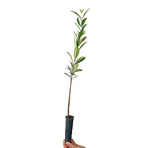 Mudas De Cerejeira Sakura - Legítima + Manual De Plantio