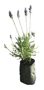 10 Mudas De Lavanda Legítima - Alta Qualidade + Manual