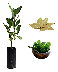 1 Muda De Louro Tempero Alta Qualidade + Manual De Cultivo