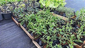 Kit 20 Mudas - Horta Medicinal - Diversas - Monte Seu Kit