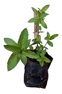 1 Muda Da Menta Legítima - Planta Medicinal + Manual