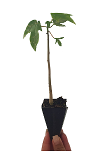 5 Mudas De Mamão Formosa  + Manual De Plantio