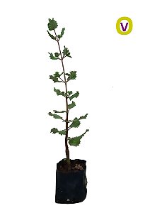 Kit - 15 Mudas Plantas Medicinais - Diversas + Manual